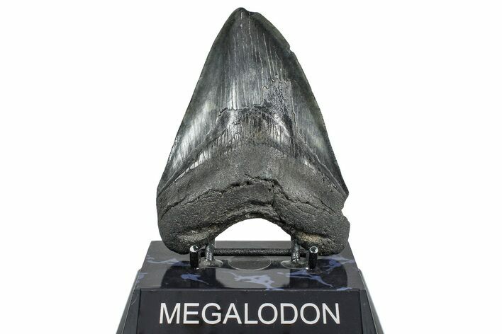 Fossil Megalodon Tooth - South Carolina #362447
